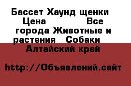 Бассет Хаунд щенки › Цена ­ 20 000 - Все города Животные и растения » Собаки   . Алтайский край